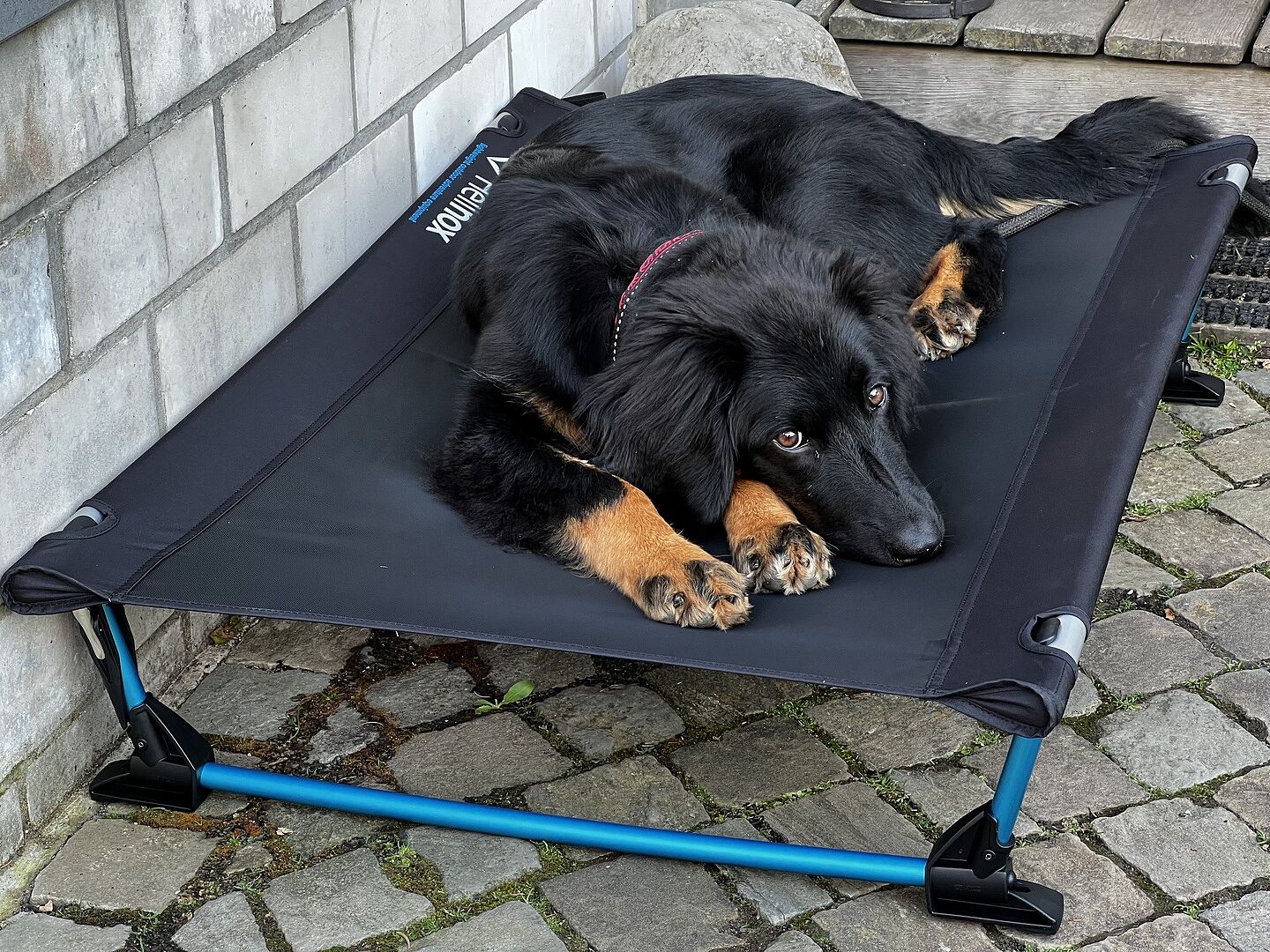 Der Hund liebt es