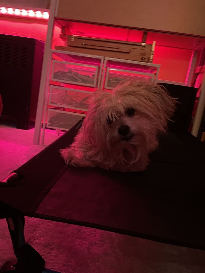 Gute Liege, mein Hund ist skeptisch